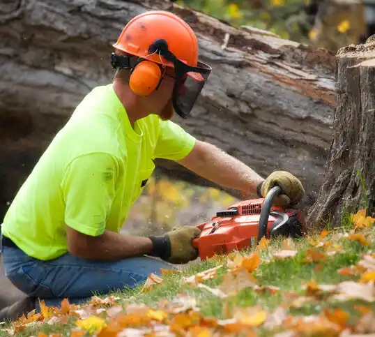 tree services Middleport